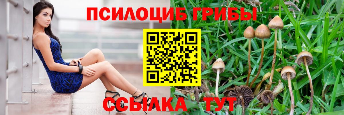 Псилоцибиновые грибы Psilocybe Славянск-на-Кубани
